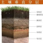 藏剑山庄国骨老班章基地G1地块A101茶树