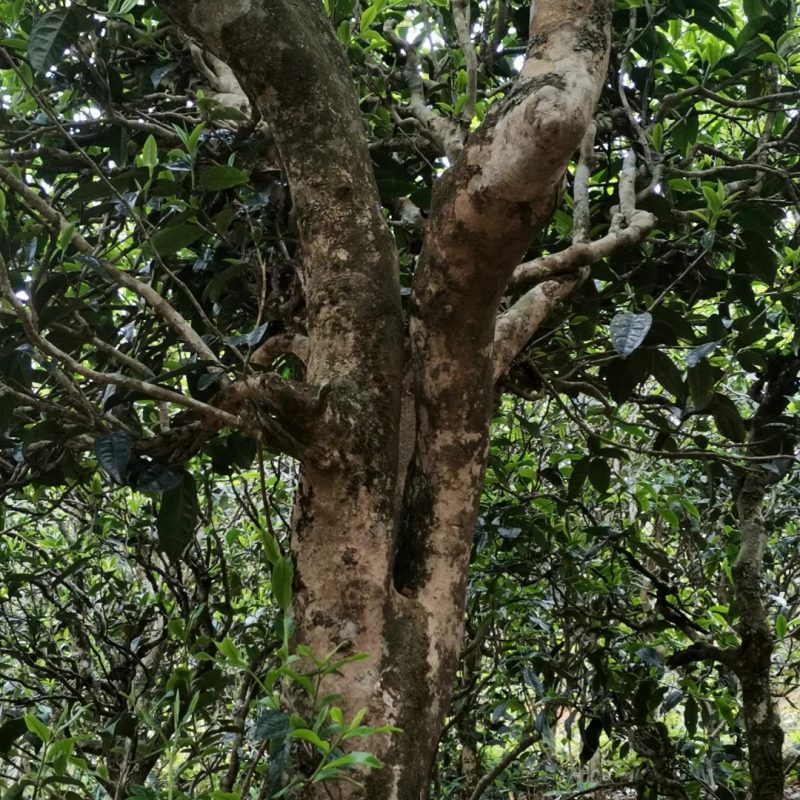 藏剑山庄国骨老班章基地G1地块A101茶树