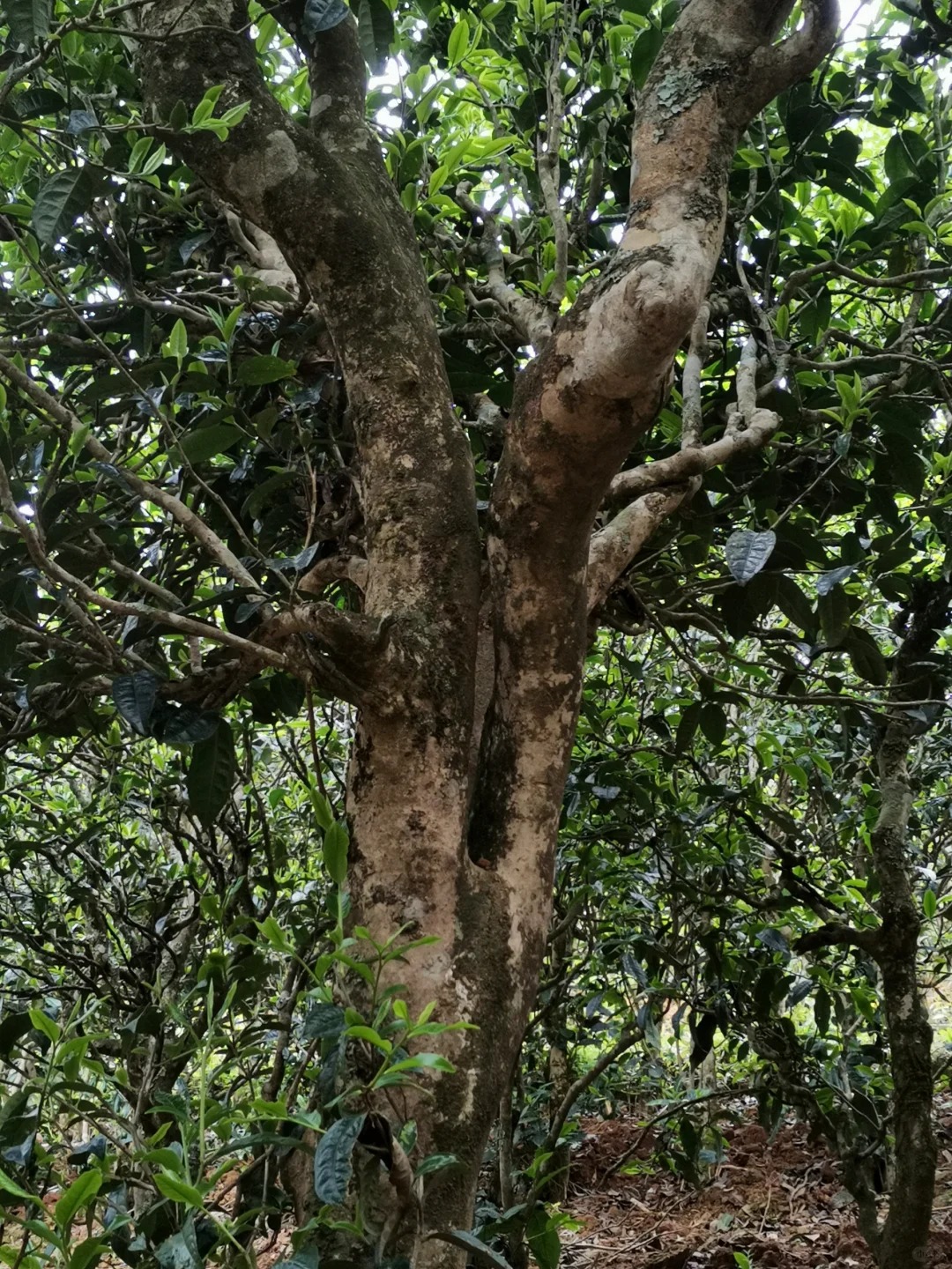 藏剑山庄国骨老班章基地G1地块A101茶树