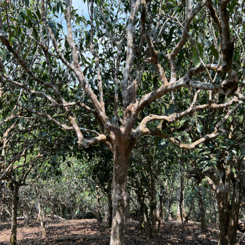 藏剑山庄郭姐老班章基地E208茶树