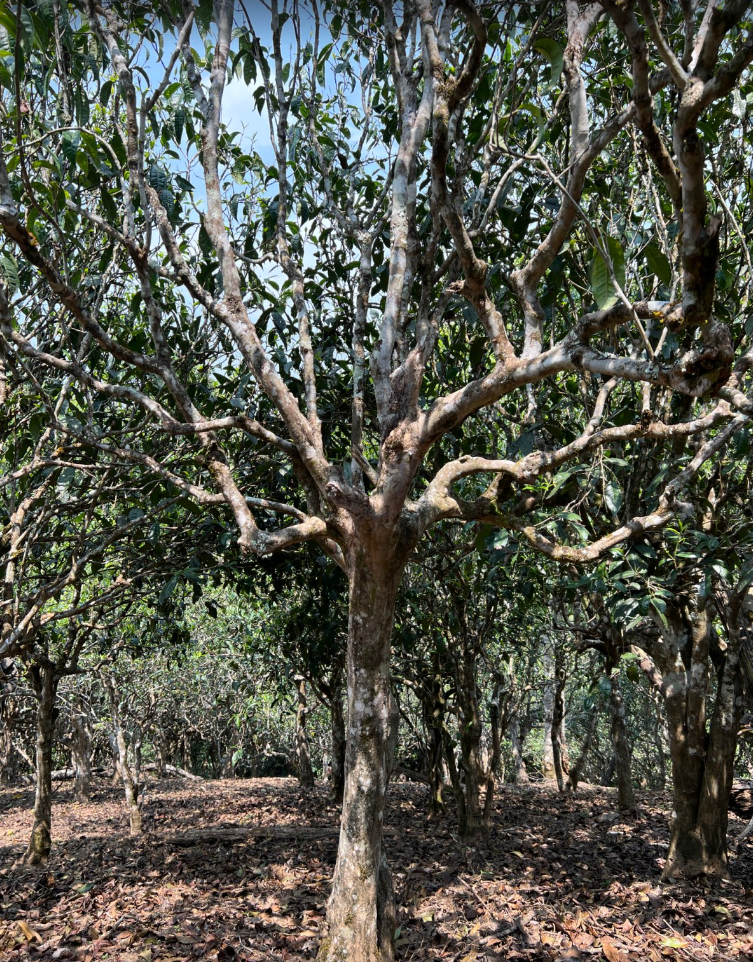藏剑山庄郭姐老班章基地E208茶树