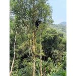 藏剑山庄易武金竹林基地A015茶树
