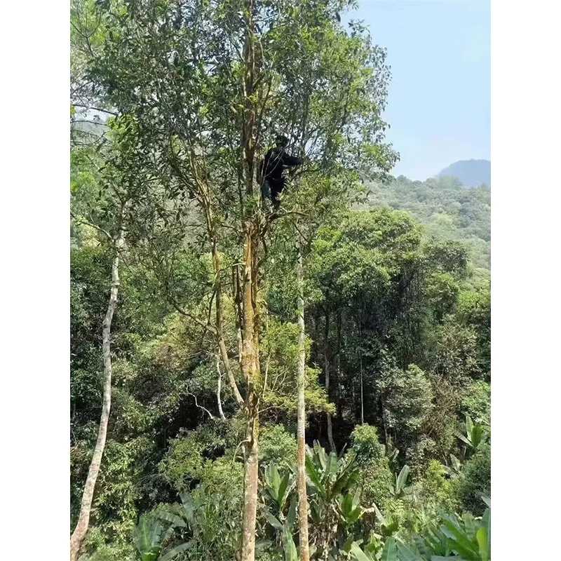 藏剑山庄易武金竹林基地A015茶树
