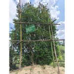 藏剑山庄冰岛老寨冰俸岛基地A001茶树