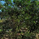 藏剑山庄黑金曼松背阴山S02茶树